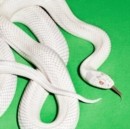 Deftones/Private Music